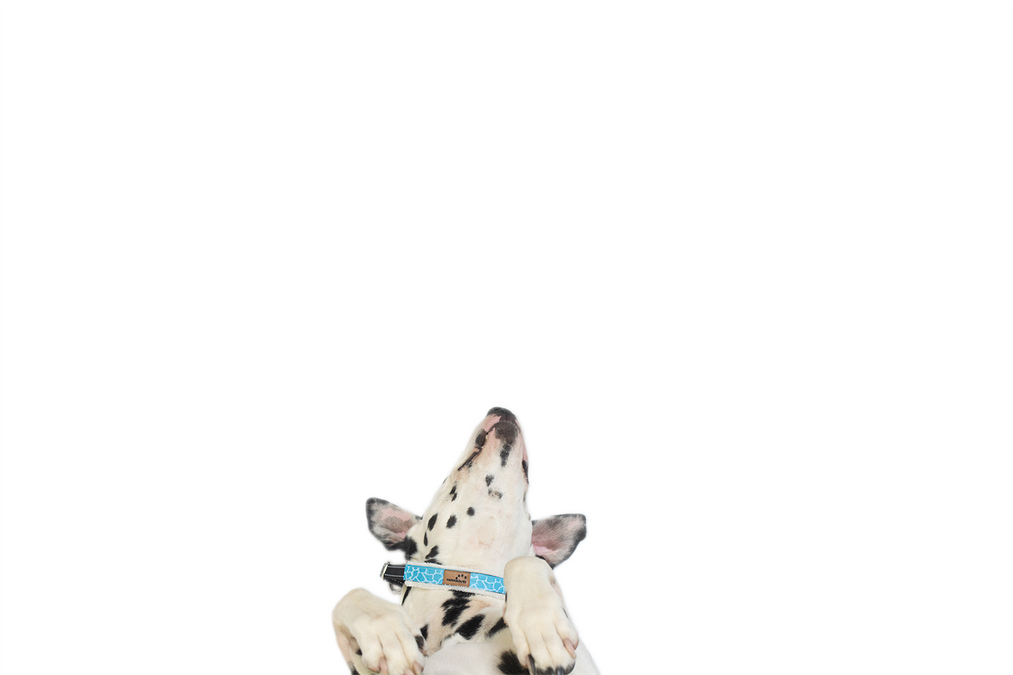 Halsband Leo / Blauw