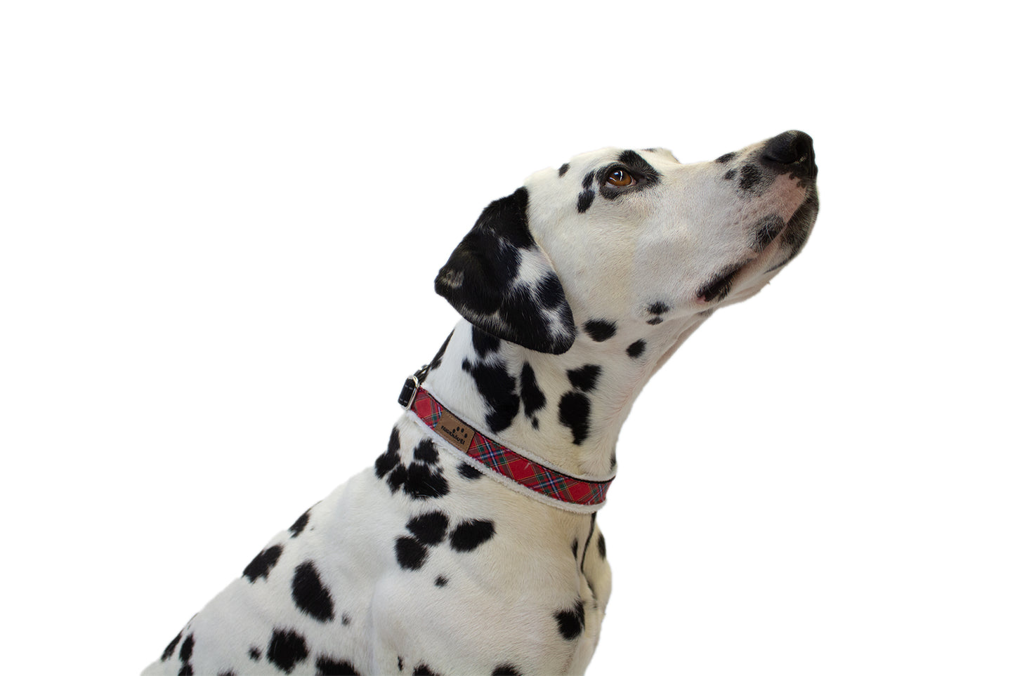 Halsband Edinburgh