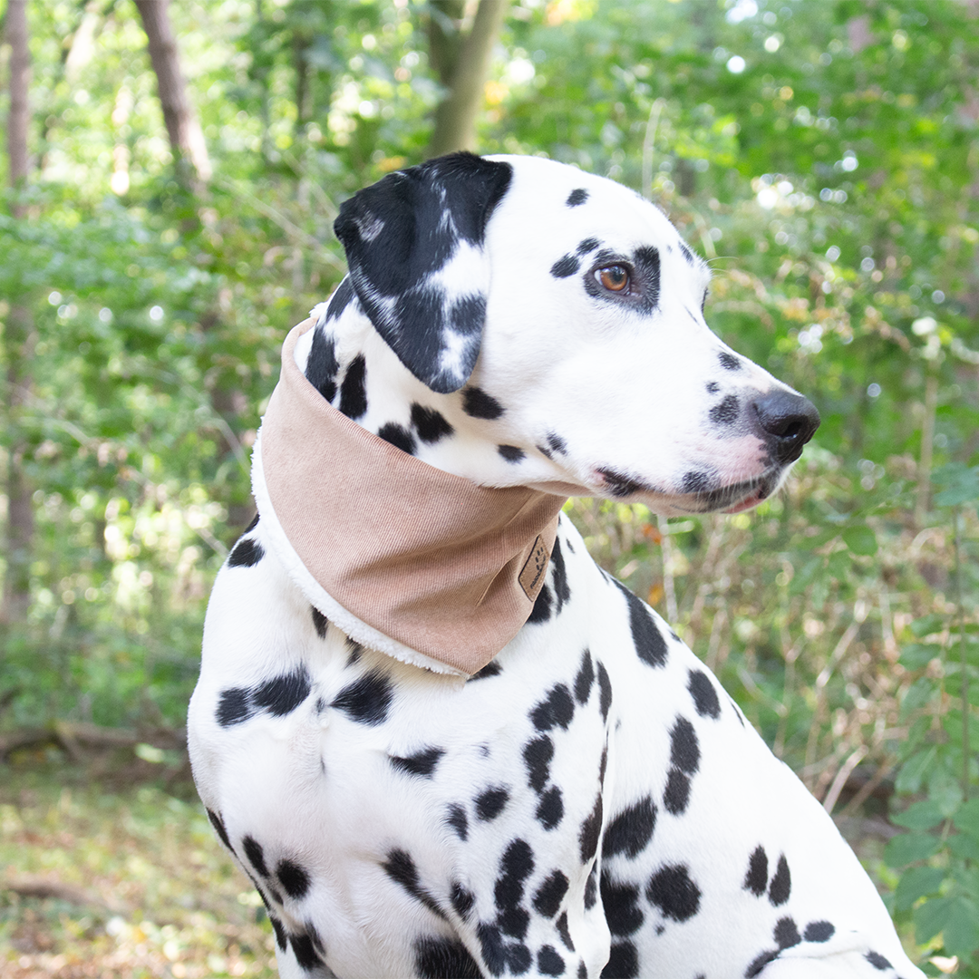 Hundehalstuch Cord Braun  Fairknuel