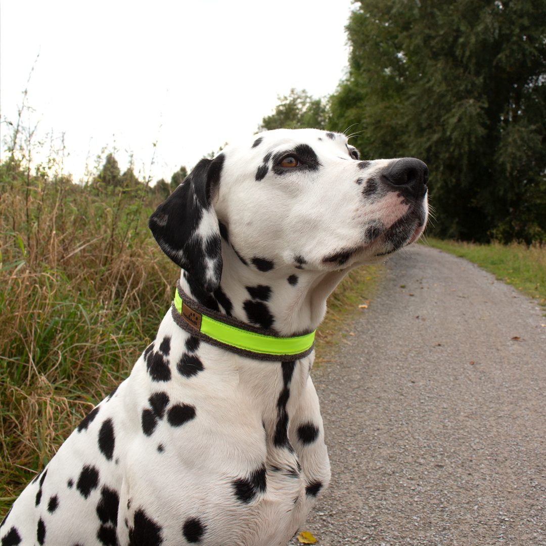 Halsband Plüsch Reflekt Grau / Gelb