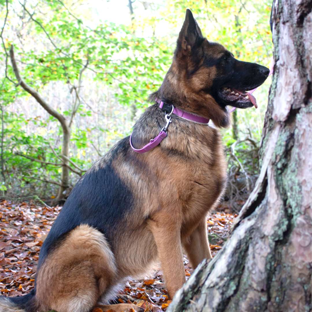 Halsband Lavendel Plüsch