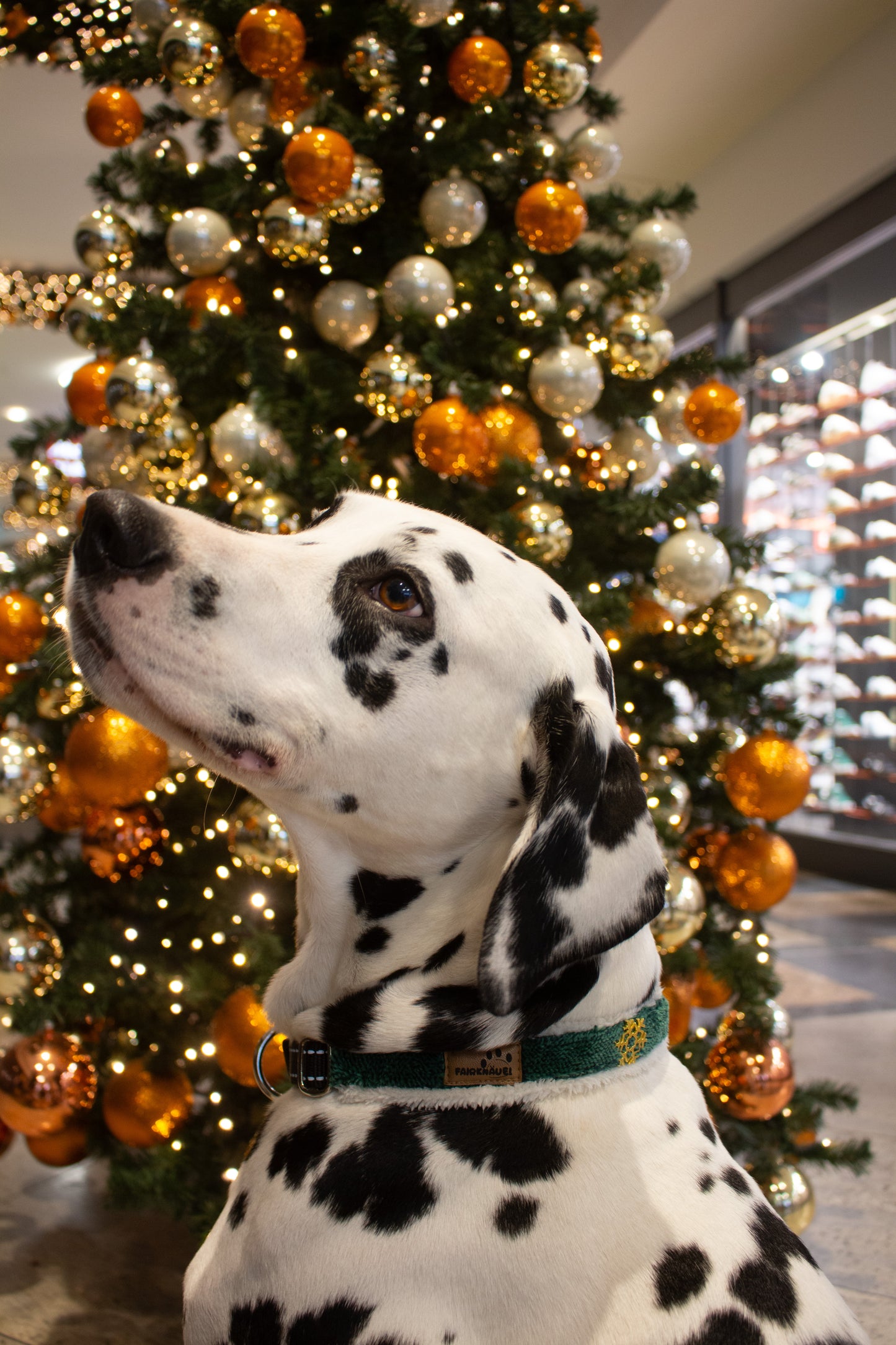 Halsband Weihnachtsstern Grün Weiß