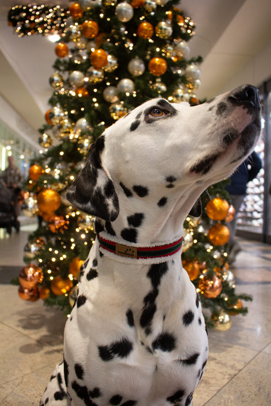 Halsband Weihnachtstraum Rot Grün weiß