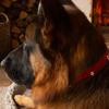 Halsband Weihnachtsengel Rot Grau