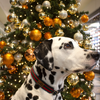Halsband Weihnachtstraum Rot Grün Grau