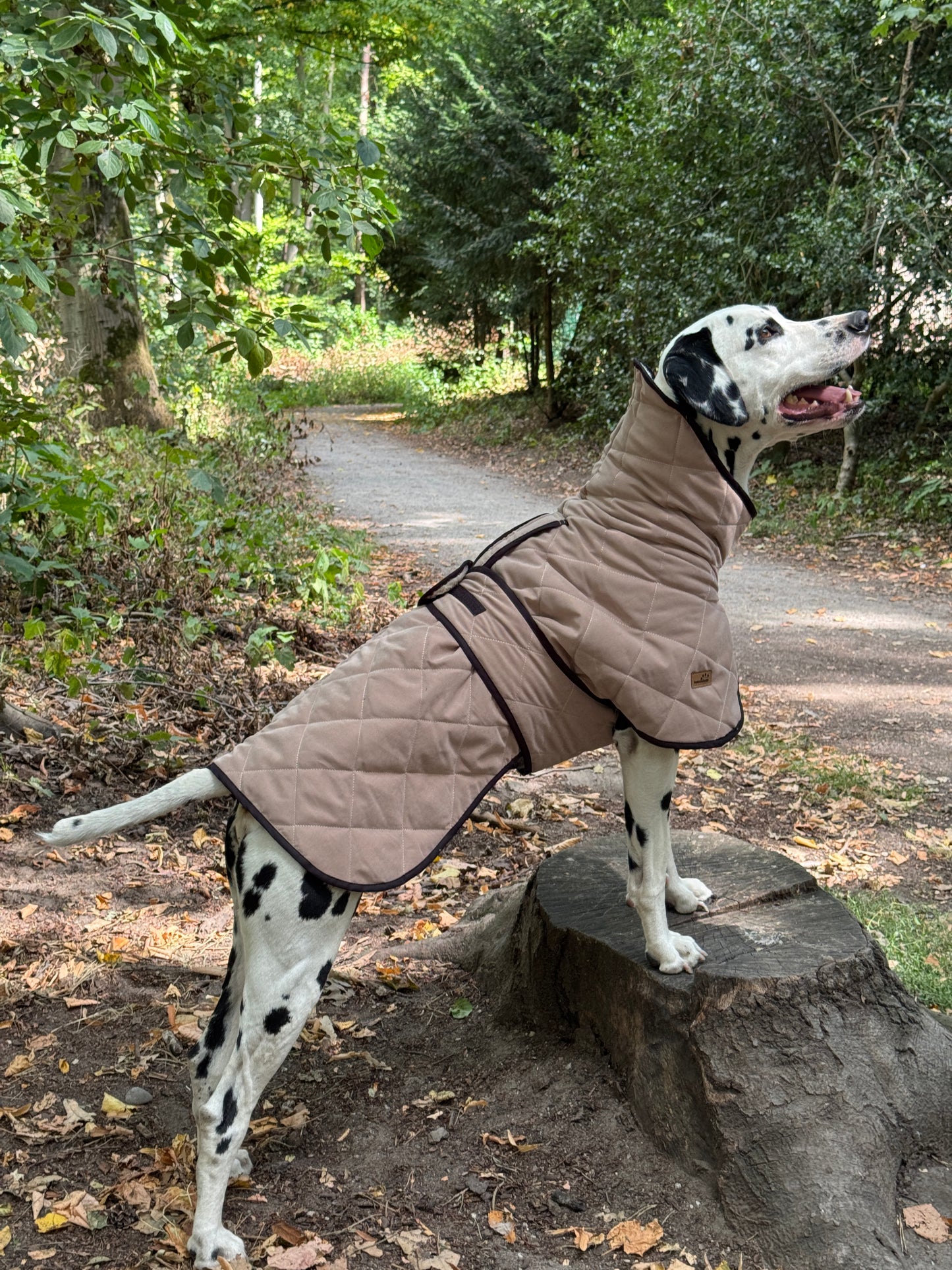 Hundemantel gesteppt