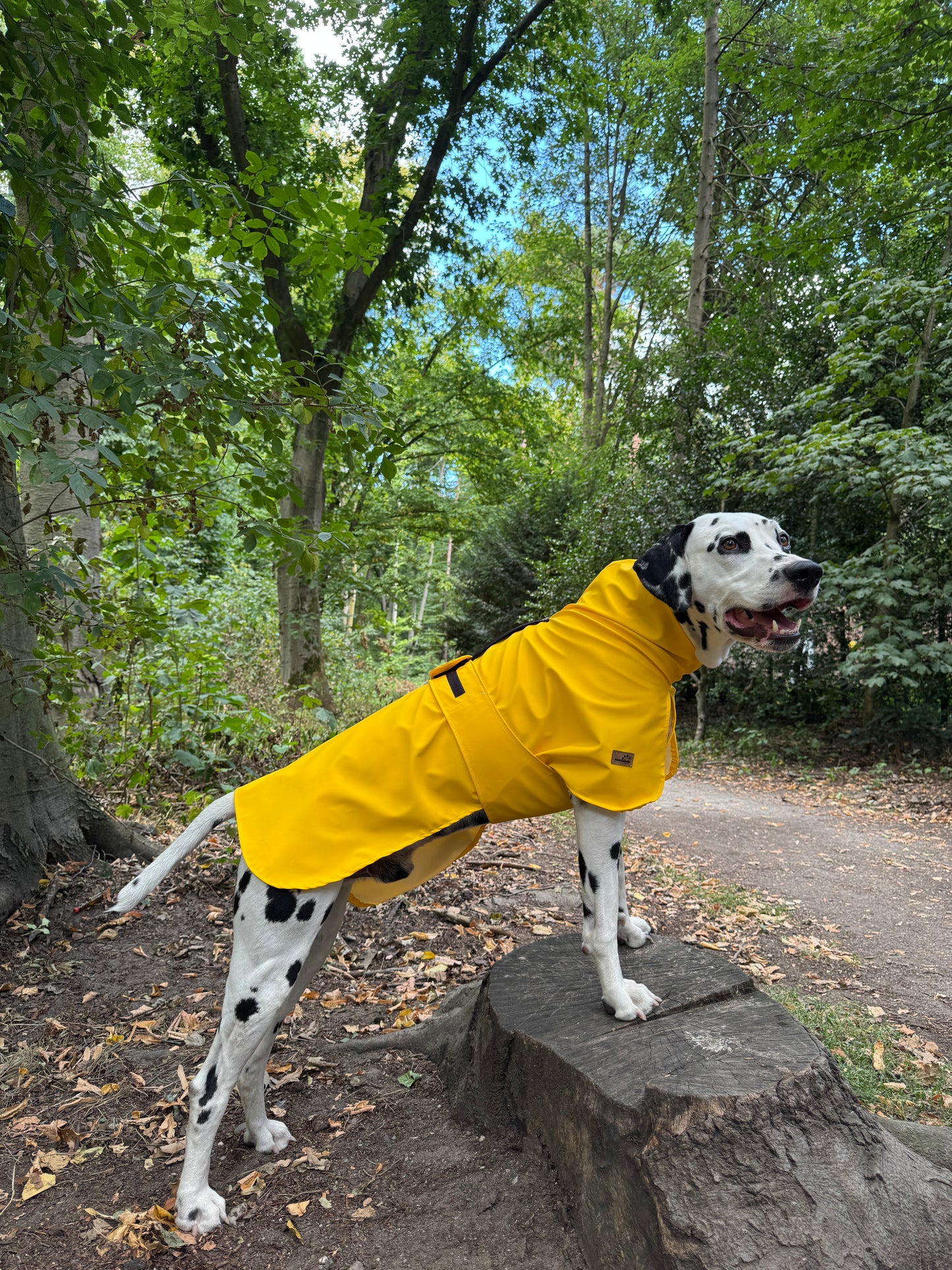 Hunde Regenmantel Friesennerz