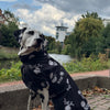 Hunde Regenmantel Black Rebel