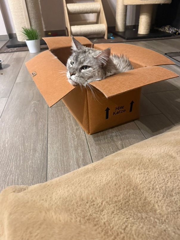 Katzenkarton