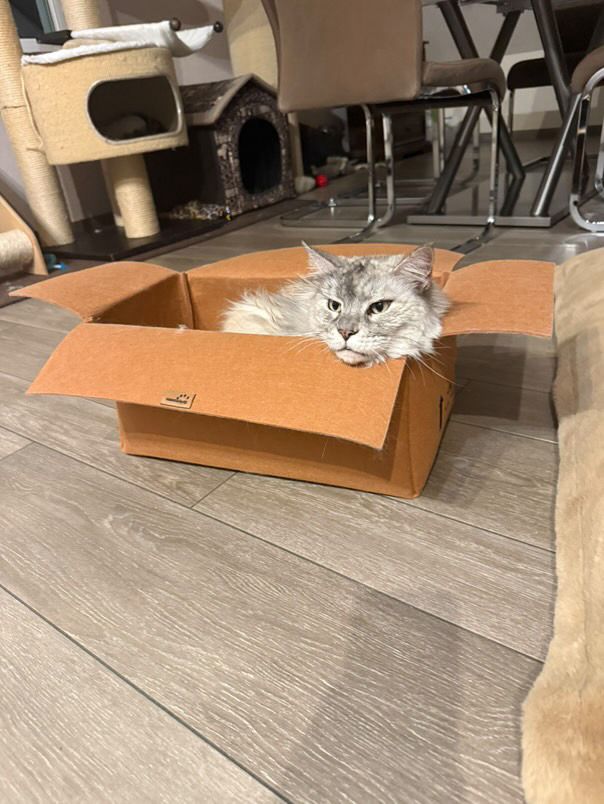 Katzenkarton
