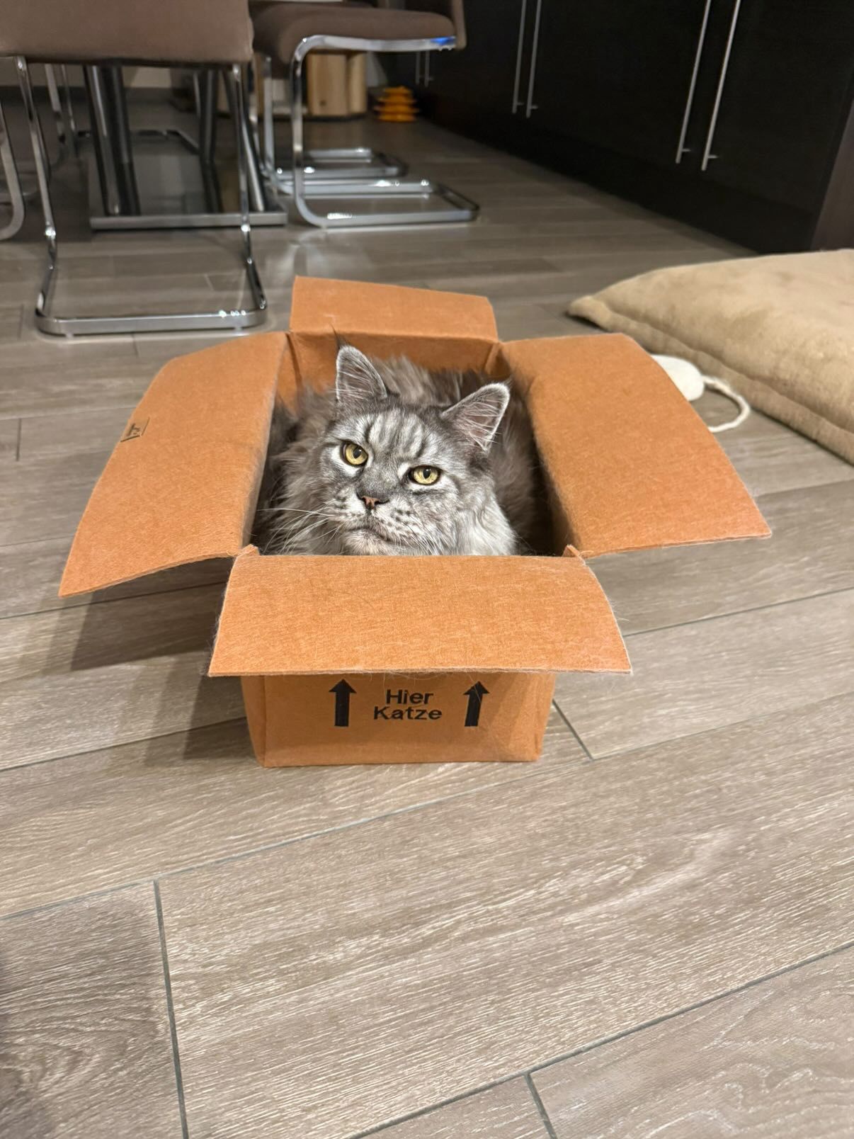 Katzenkarton