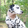Hundehalstuch Cord Braun