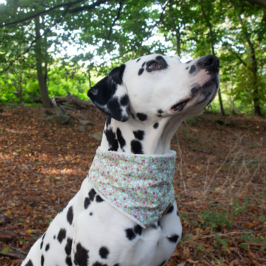 Hundehalstuch Grüne Wiese