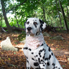 Hundehalstuch Rosa Wiese