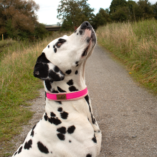 Halsband Plüsch Reflekt Pink