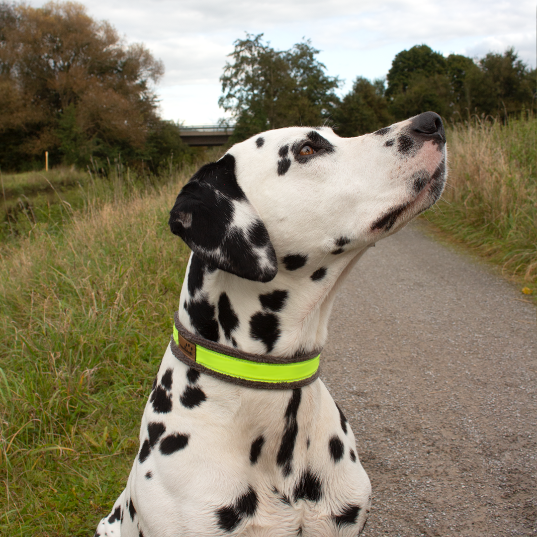 Halsband Plüsch Reflekt Grau / Gelb