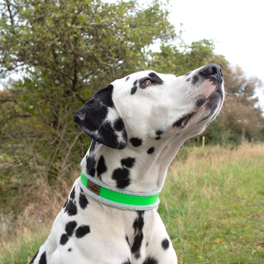 Halsband Plüsch Reflekt Grün / Blau