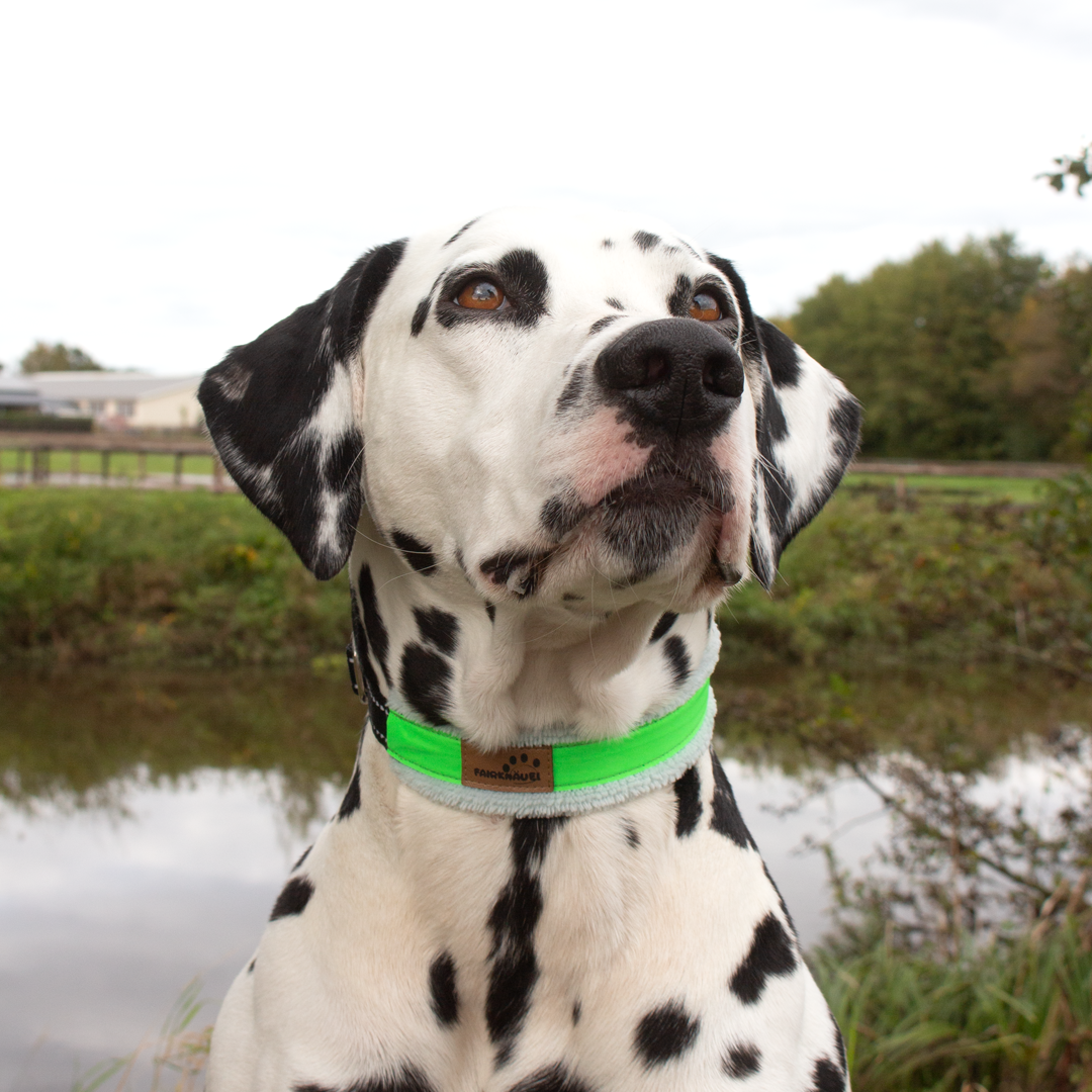 Halsband Plüsch Reflekt Grün / Blau