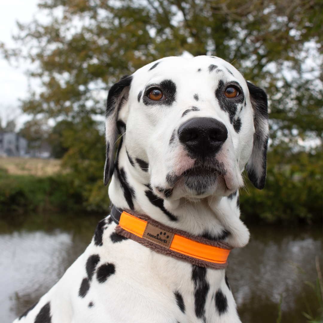 Halsband Plüsch Reflekt Orange / Braun