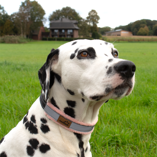 Halsband Plüsch Reflekt Silber / Pink