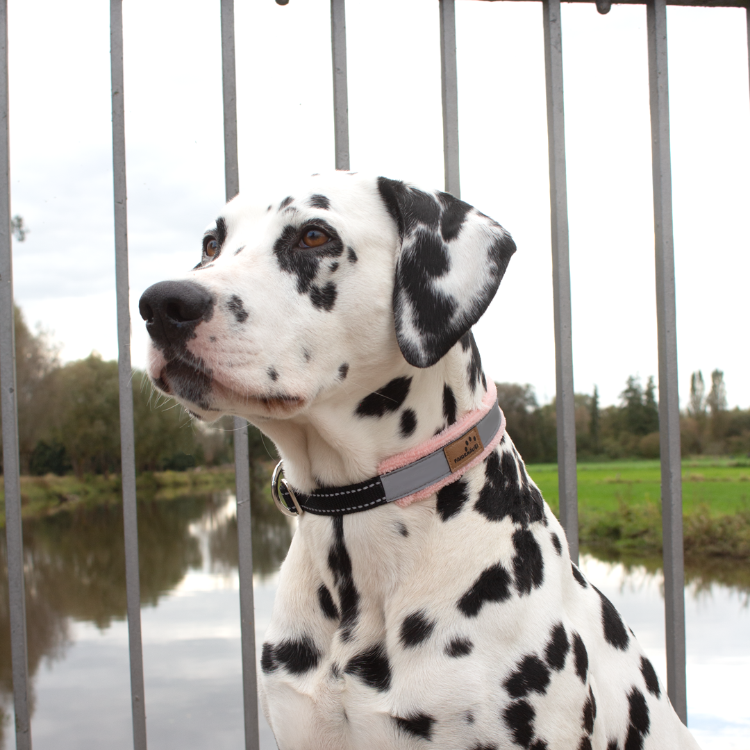 Halsband Plüsch Reflekt Silber / Pink