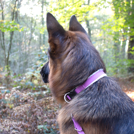 Halsband Lavendel Plüsch